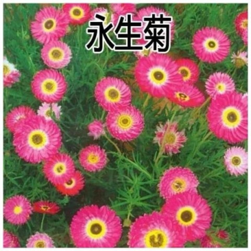 永生菊种子