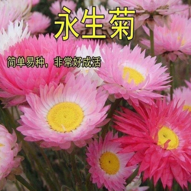 永生菊种子