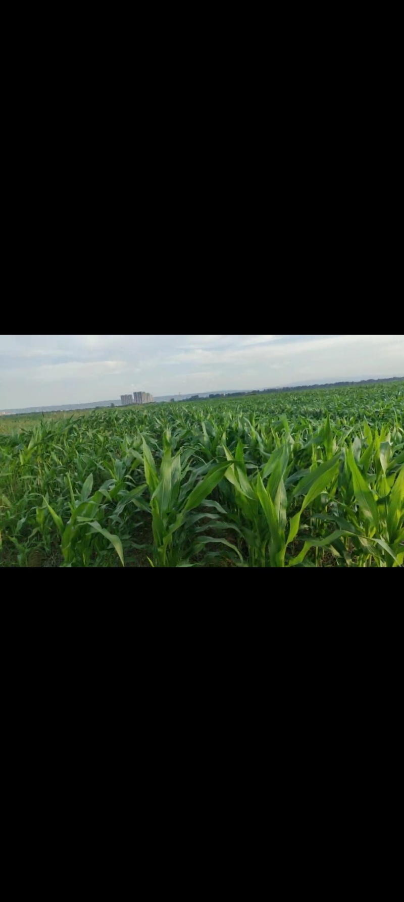 现有5000亩水浇地，可种植各种农作物。