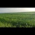 现有5000亩水浇地，可种植各种农作物。
