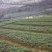 四川竹节参种子，种苗出售，需要老板咨询订购