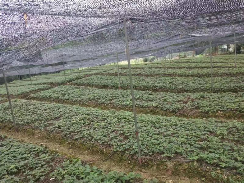 四川竹节参种子，种苗出售，需要老板咨询订购