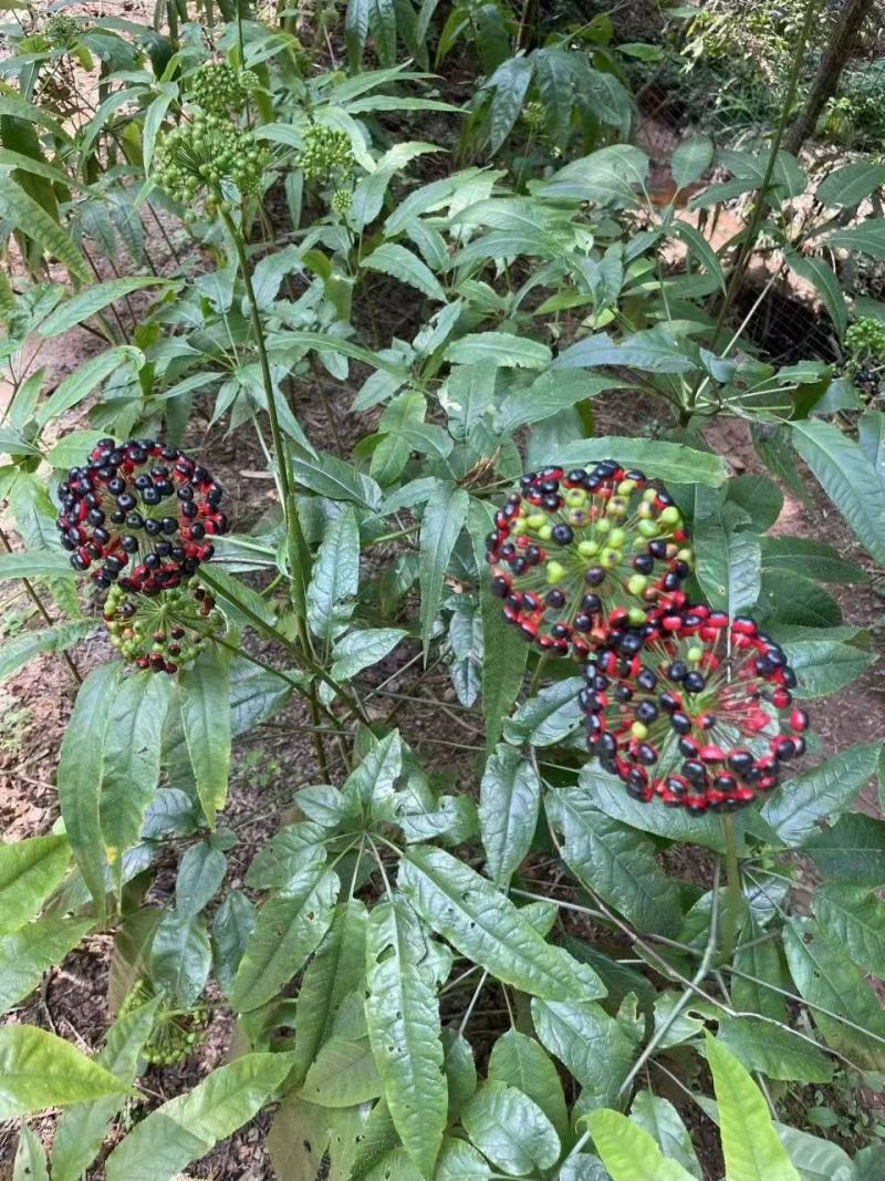 四川竹节参种子，种苗出售，需要老板咨询订购