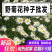 野菊花种子