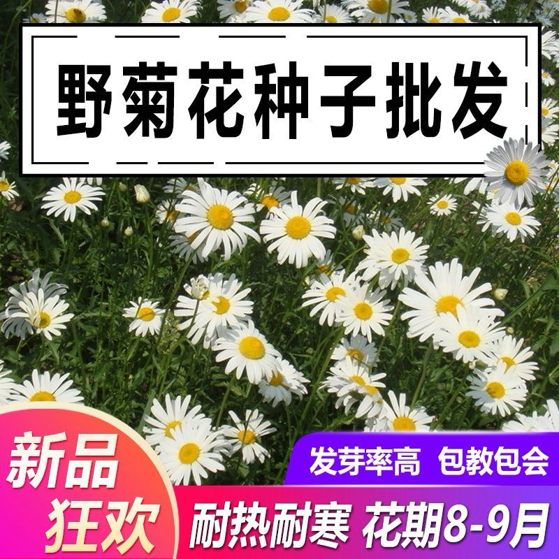 野菊花种子