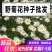 野菊花种子