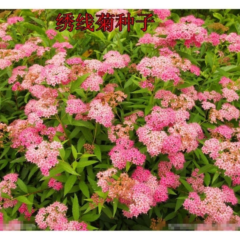 绣线菊种子