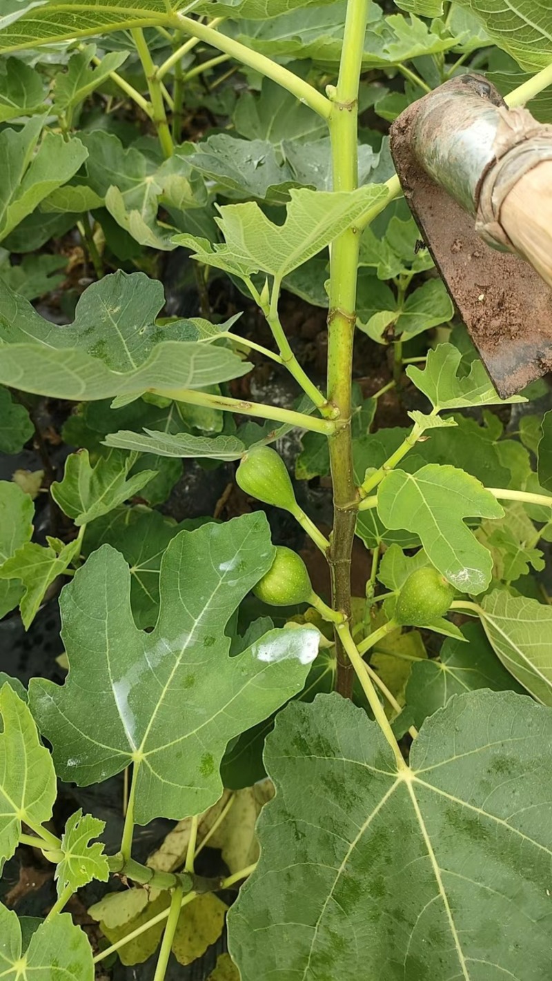 【推荐】无花果树苗波姬红无花果苗无花果杯苗规格齐全
