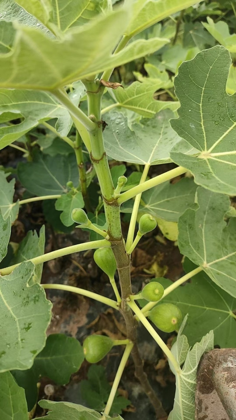【推荐】无花果树苗波姬红无花果苗无花果杯苗规格齐全