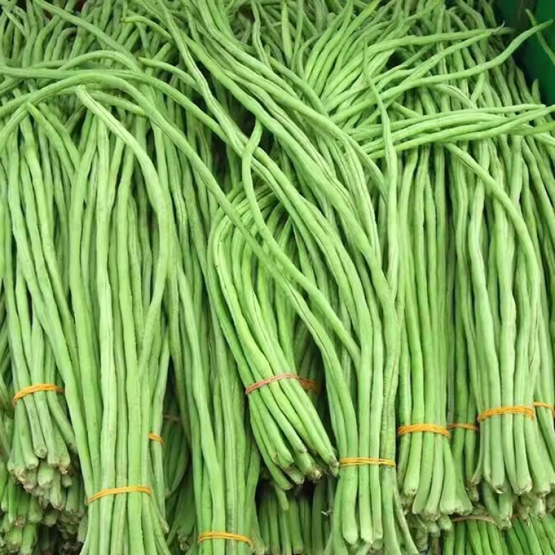 山东豆角青条豆角一手货源大量供应供应批发商商超