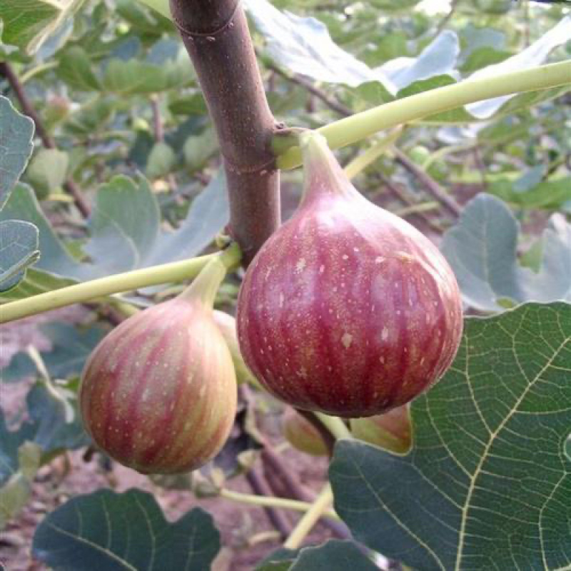 【推荐】无花果树苗波姬红无花果苗无花果杯苗规格齐全