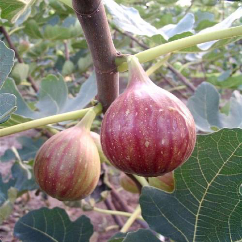 【推荐】无花果树苗波姬红无花果苗无花果杯苗规格齐全