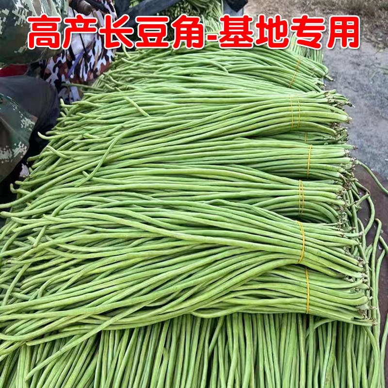 山东豆角青条豆角一手货源大量供应供应批发商商超