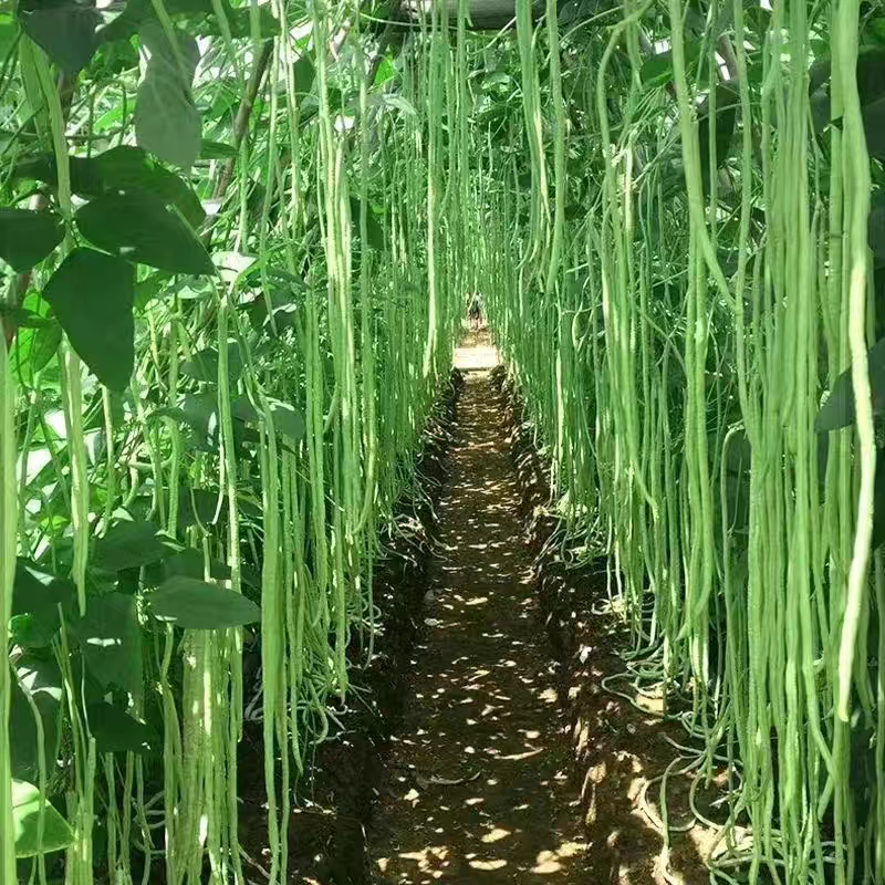 山东豆角青条豆角一手货源大量供应供应批发商商超