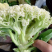 山东菜花花菜产地直发货源充足对接批发市场连锁超市