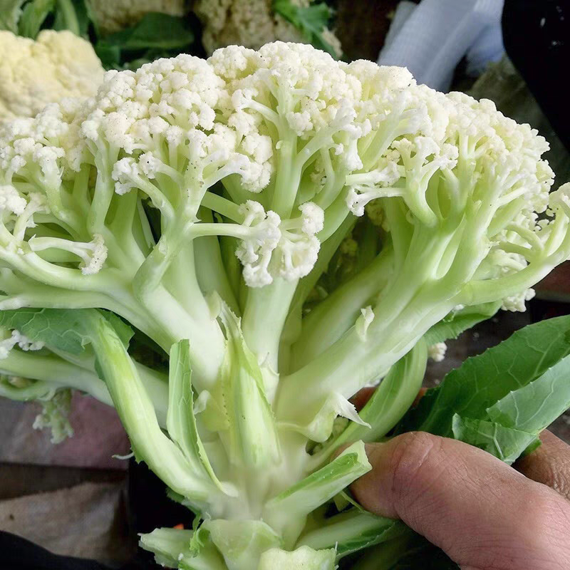 山东菜花花菜产地直发货源充足对接批发市场连锁超市