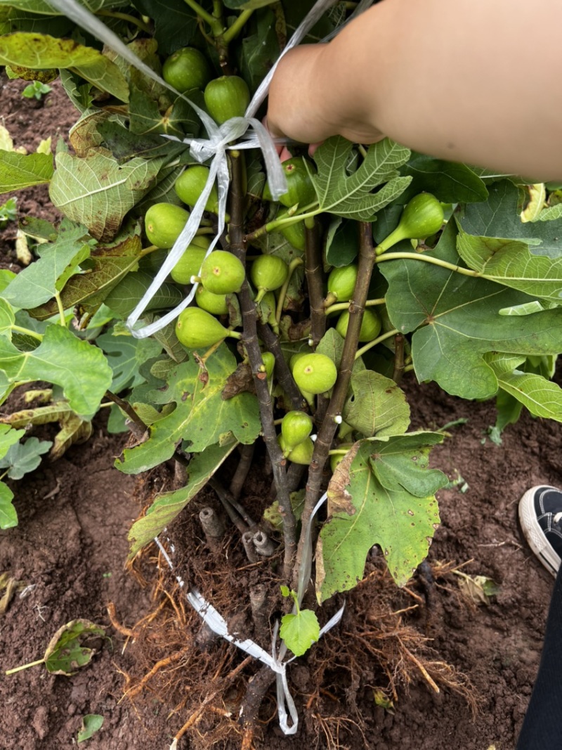 【推荐】无花果树苗波姬红无花果苗无花果杯苗规格齐全