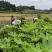 【推荐】无花果树苗波姬红无花果苗无花果杯苗规格齐全
