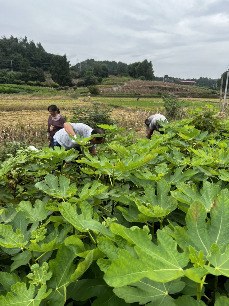 【推荐】无花果树苗波姬红无花果苗无花果杯苗规格齐全