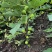 【推荐】无花果树苗波姬红无花果苗无花果杯苗规格齐全
