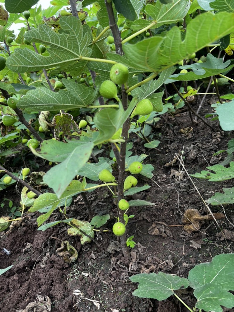 【推荐】无花果树苗波姬红无花果苗无花果杯苗规格齐全