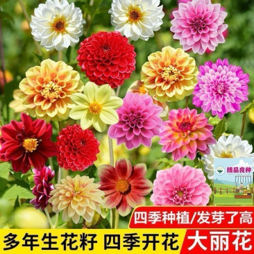 大丽菊种子