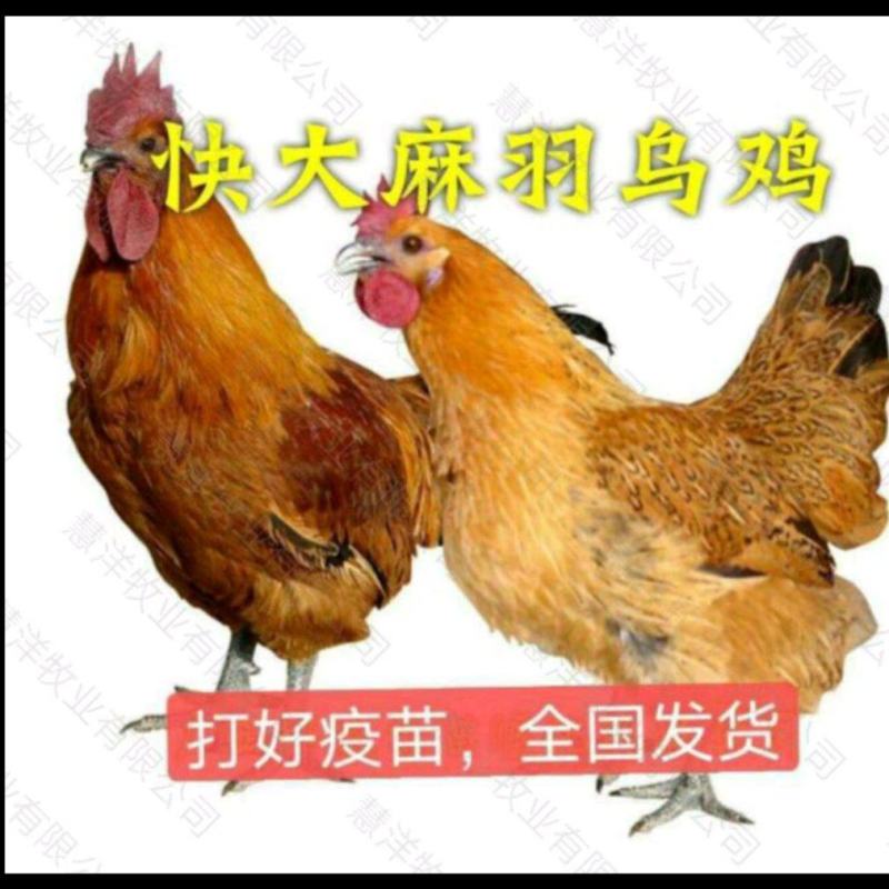快大麻羽乌鸡苗产地直发量大从优欢迎来电咨询合作