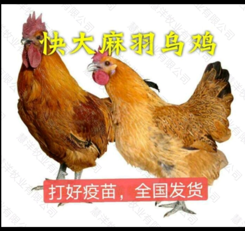 快大麻羽乌鸡苗产地直发量大从优欢迎来电咨询合作