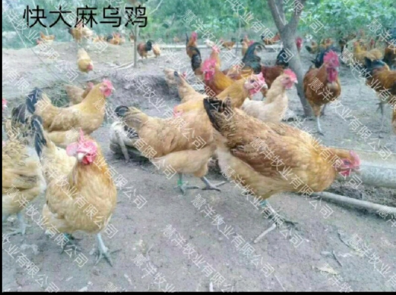 快大麻羽乌鸡苗产地直发量大从优欢迎来电咨询合作
