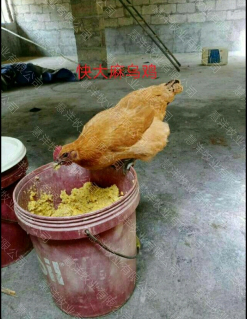快大麻羽乌鸡苗产地直发量大从优欢迎来电咨询合作