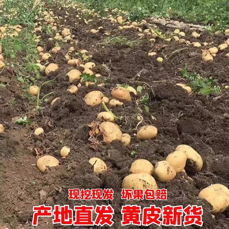 山东土豆荷兰土豆一手货源全国代发可视频看货欢迎致电