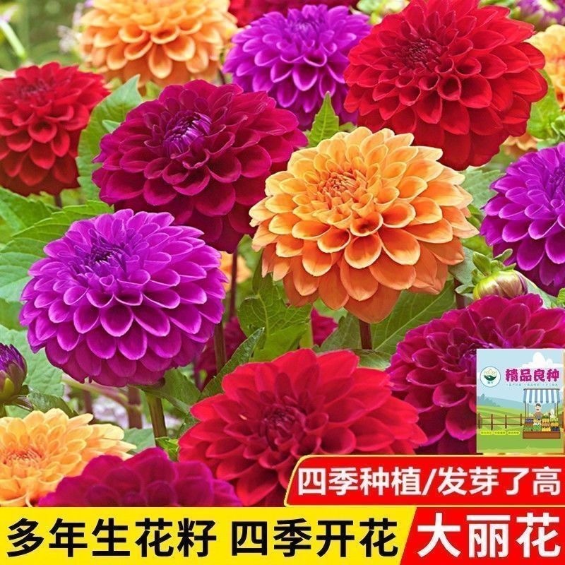 大丽菊种子