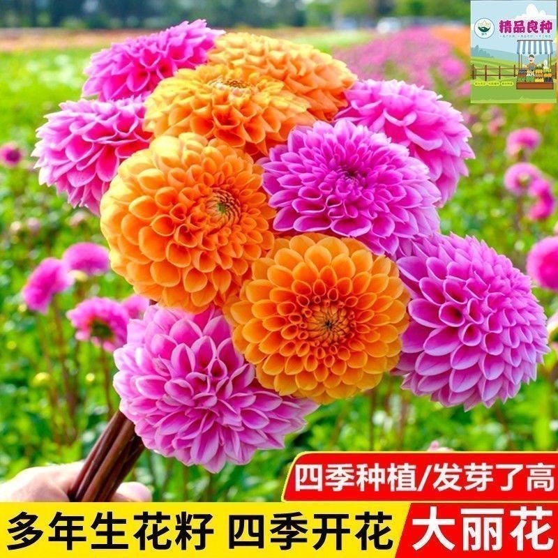 大丽菊种子