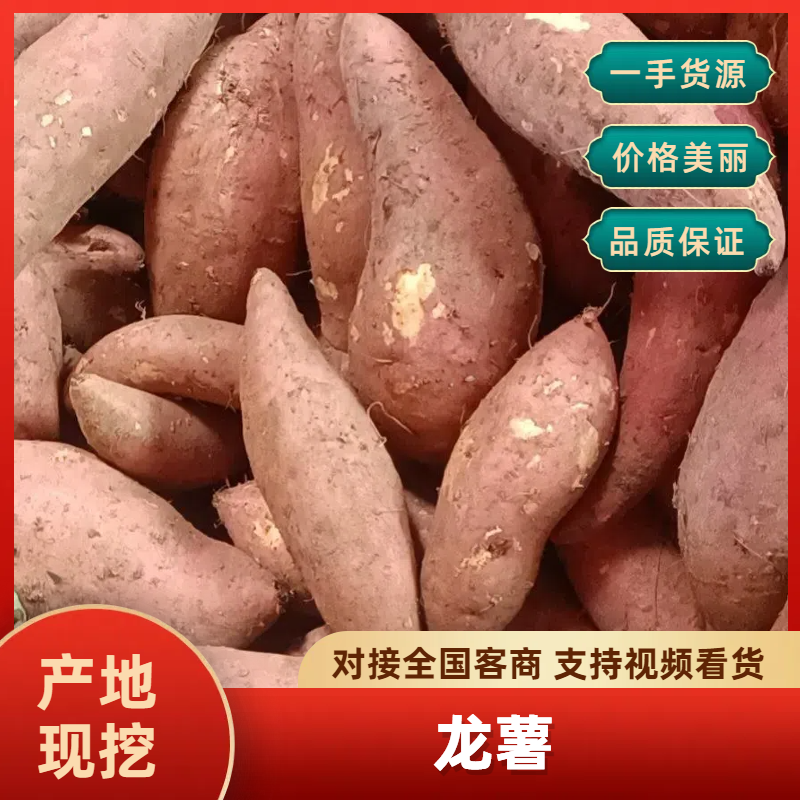 湖北宜城红薯龙九大量上市基地直发全国供应欢迎咨询