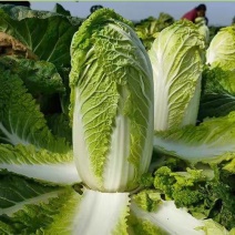 山东白菜黄心白菜产地直发货源充足供应批发市场商超