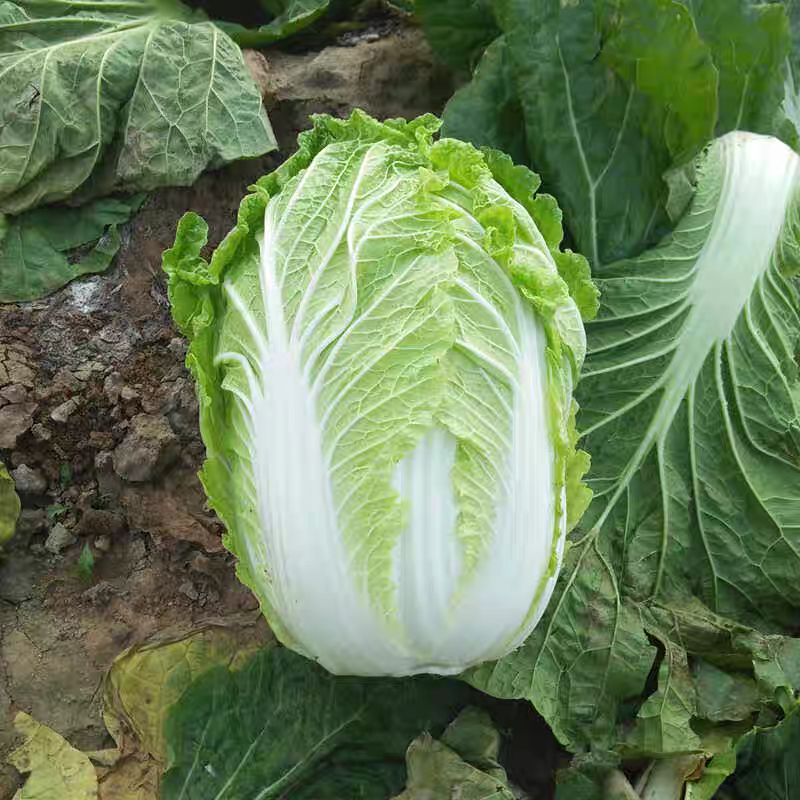 山东白菜黄心白菜产地直发货源充足供应批发市场商超