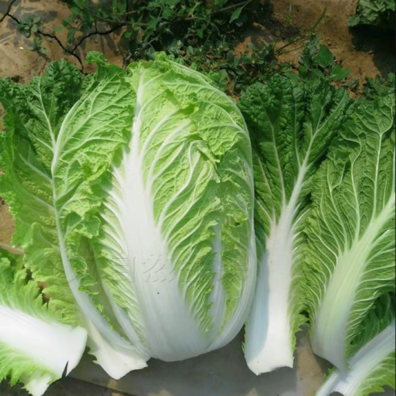 山东白菜黄心白菜产地直发货源充足供应批发市场商超