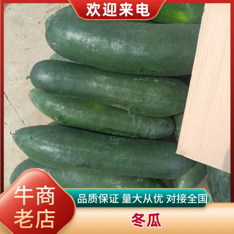 湖北宜城冬瓜青皮晚茬冬瓜大量上市全国发货欢迎咨询
