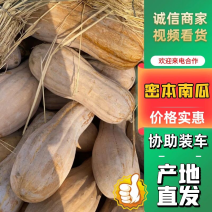 湖北晚秋山地密本南瓜大量出货规格齐全保质保量