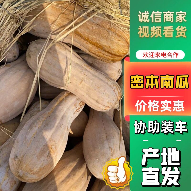 湖北晚秋山地密本南瓜大量出货规格齐全保质保量