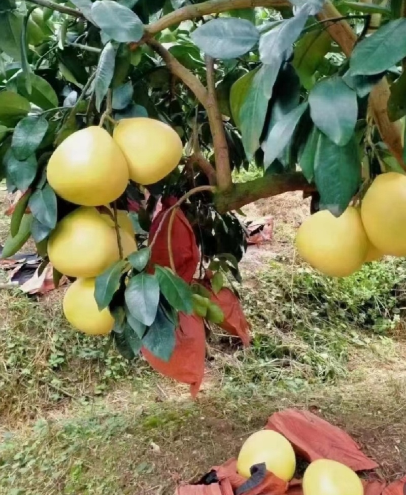 福建红心蜜柚湖北柚子/白心柚子/三红柚/蜜柚/电商市场商