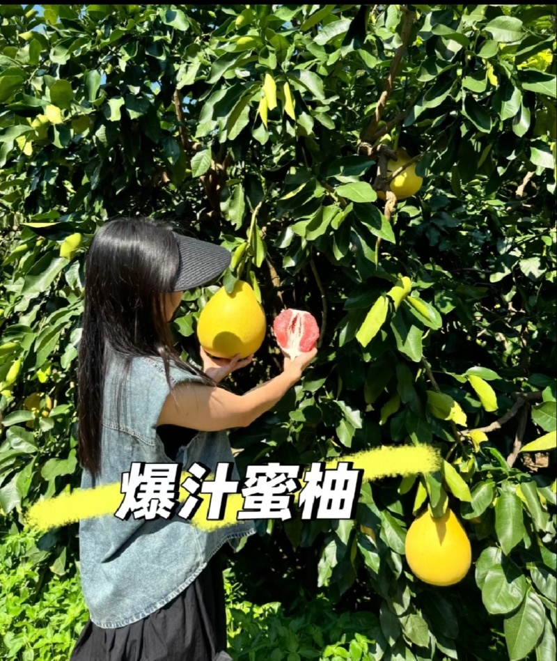福建红心蜜柚湖北柚子/白心柚子/三红柚/蜜柚/电商市场商