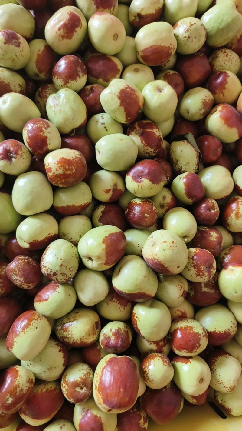 甘肃嫁接大花麻枣