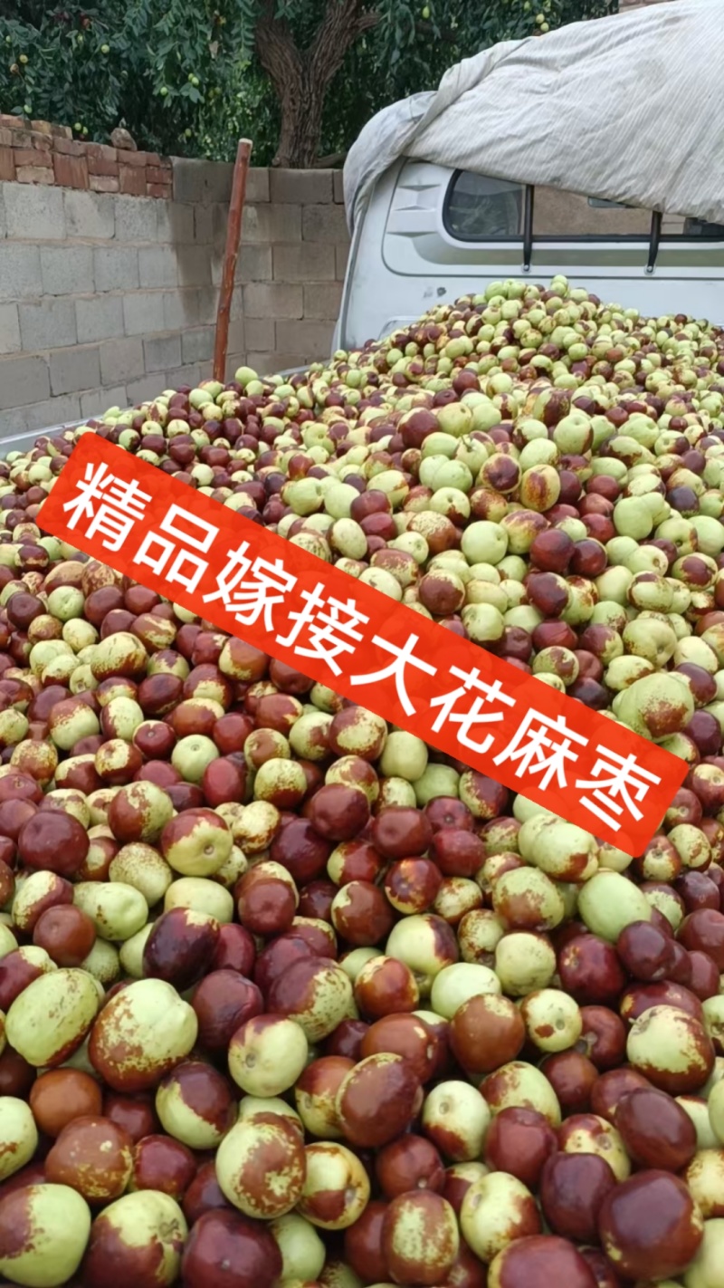 甘肃嫁接大花麻枣