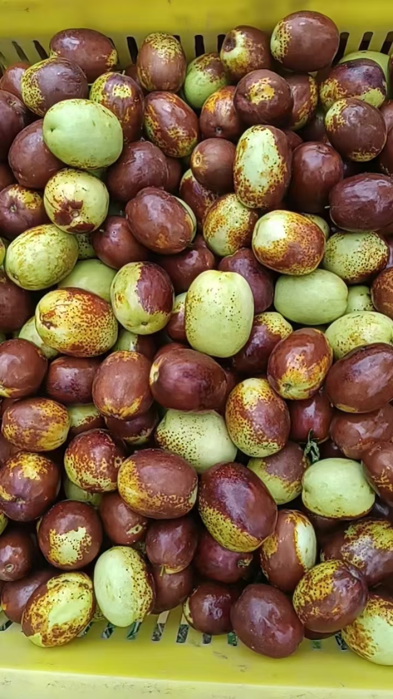 甘肃嫁接大花麻枣