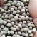 【精品】箭筈豌豆货源充足品质保证欢迎咨询合作
