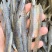 阳干刺泥鳅刀鳅鱼刺鳅