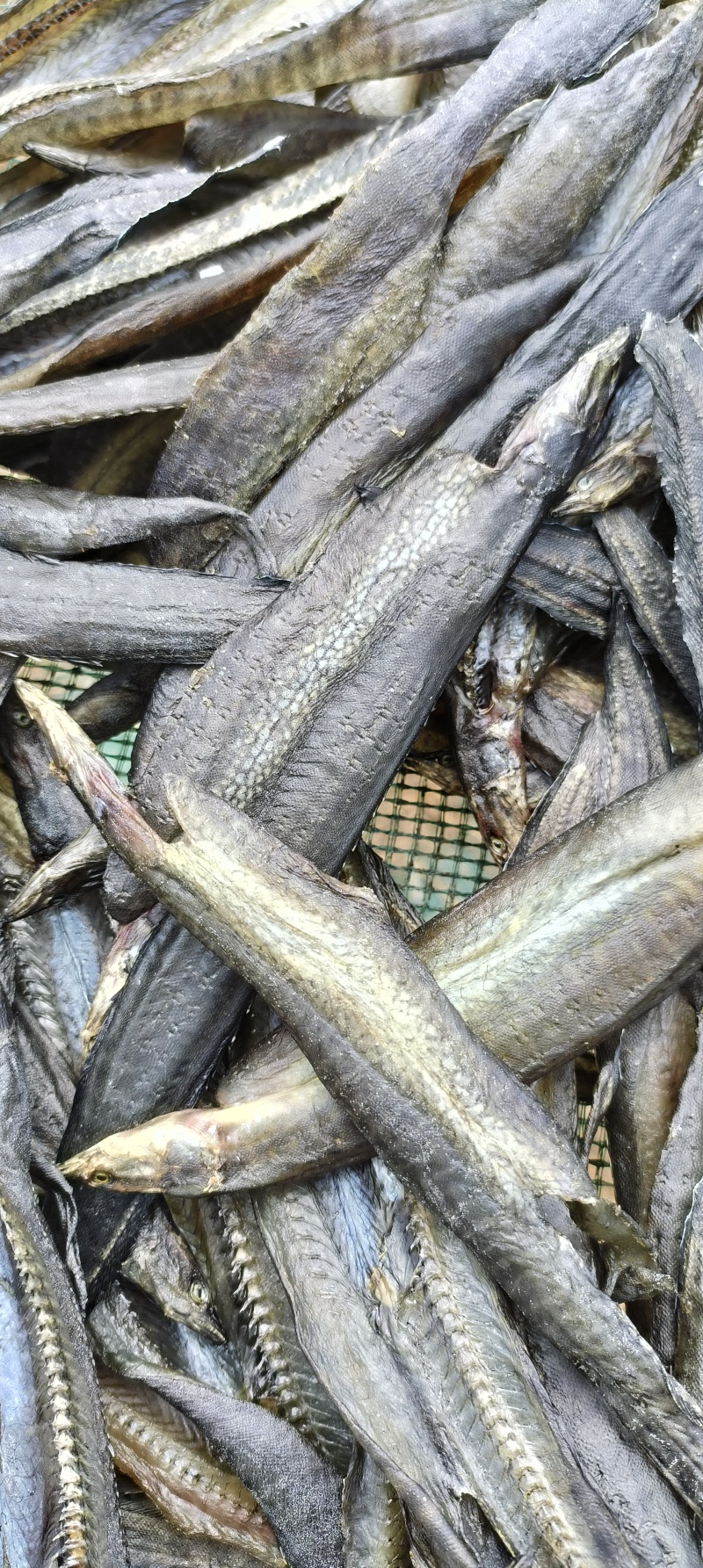 阳干刺泥鳅刀鳅鱼刺鳅