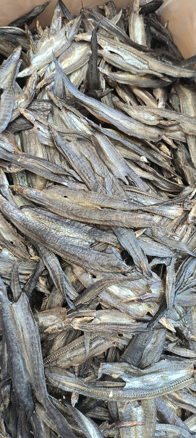 阳干刺泥鳅刀鳅鱼刺鳅