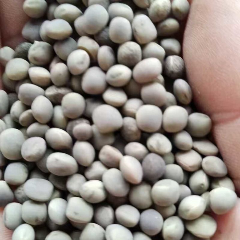 【精品】箭筈豌豆货源充足品质保证欢迎咨询合作